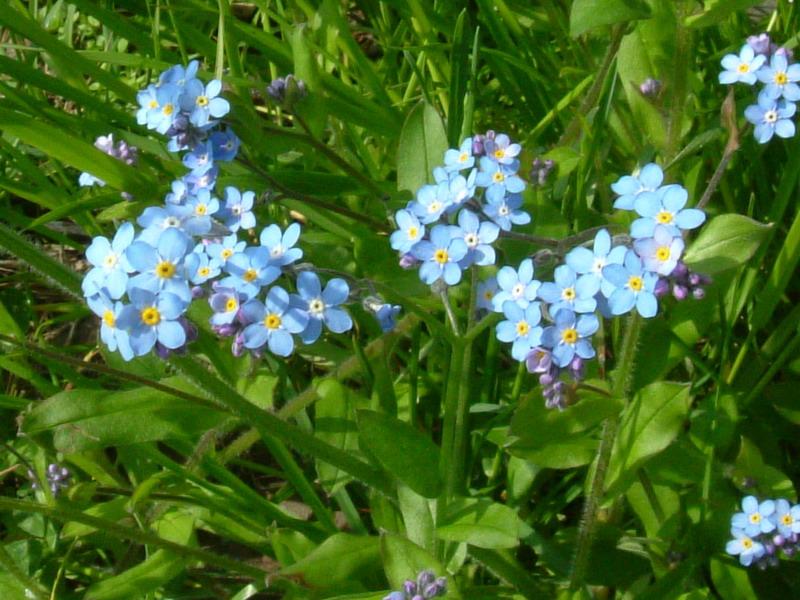 Forse Myosotis? - Myosotis sylvatica